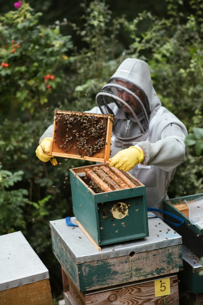 pexels photo 5247971 5247971 A beekeeper in protective gear harvests honey from a beehive in a lush outdoor setting.